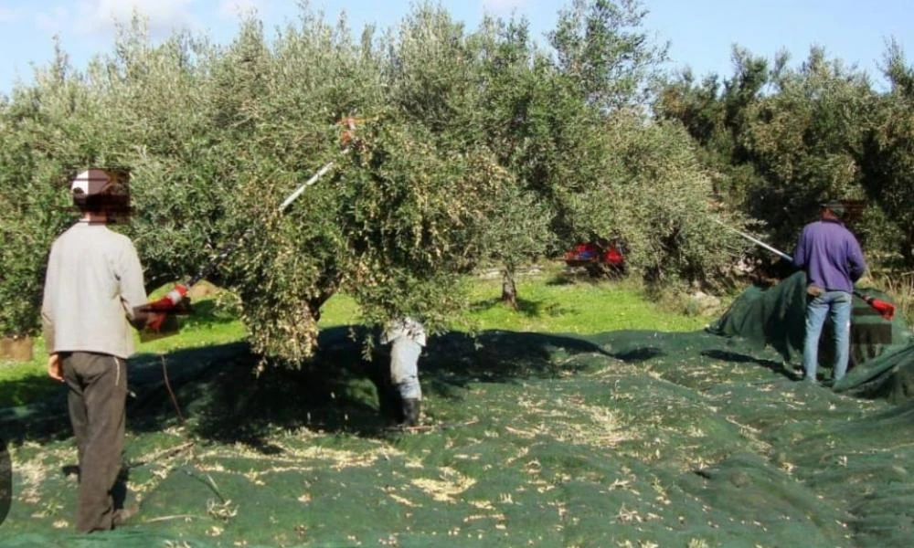 Κρήτη: Μάζευαν τις ελιές σαν «νοικοκυραίοι» στο ξένο χωράφι
